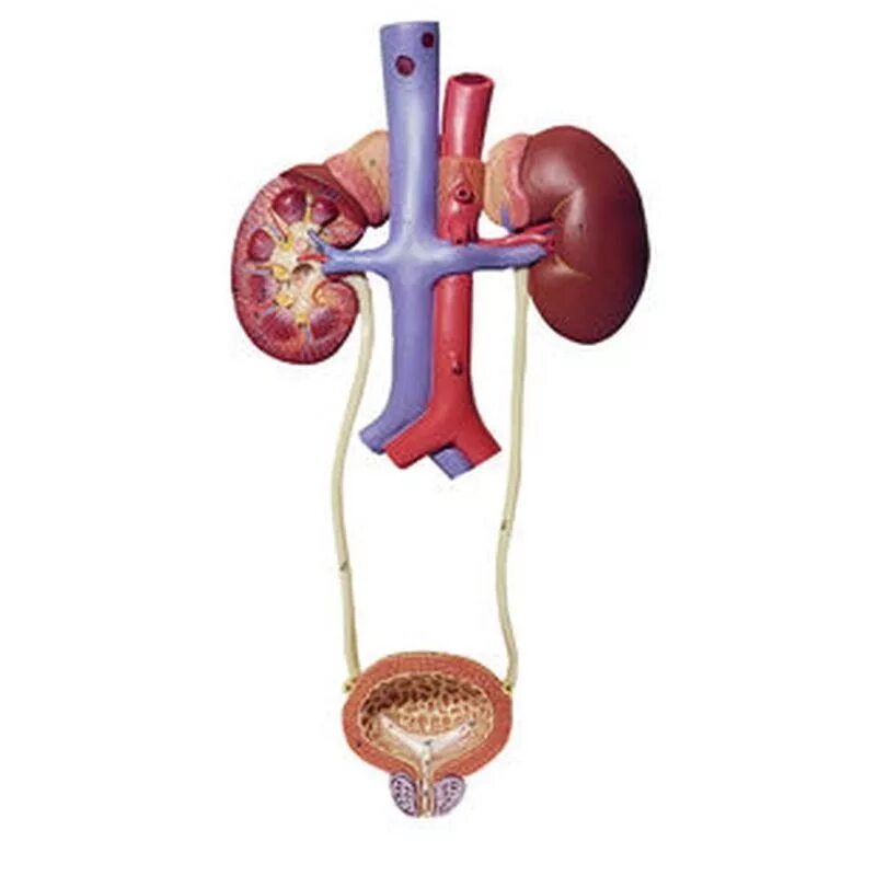 Urinary system. Urinary Organs. Urinary System Anatomy. Мочевыделительная система гиф.