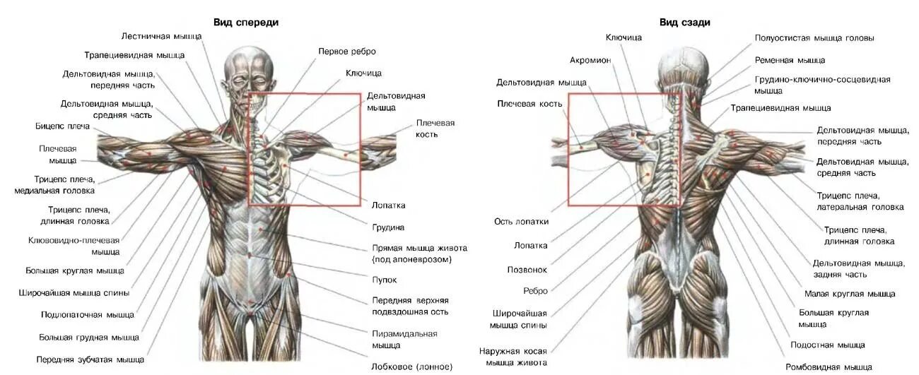 Мышцы туловища человека спереди. Анатомия мышц плеча человека спереди. Схема мышц туловища человека.