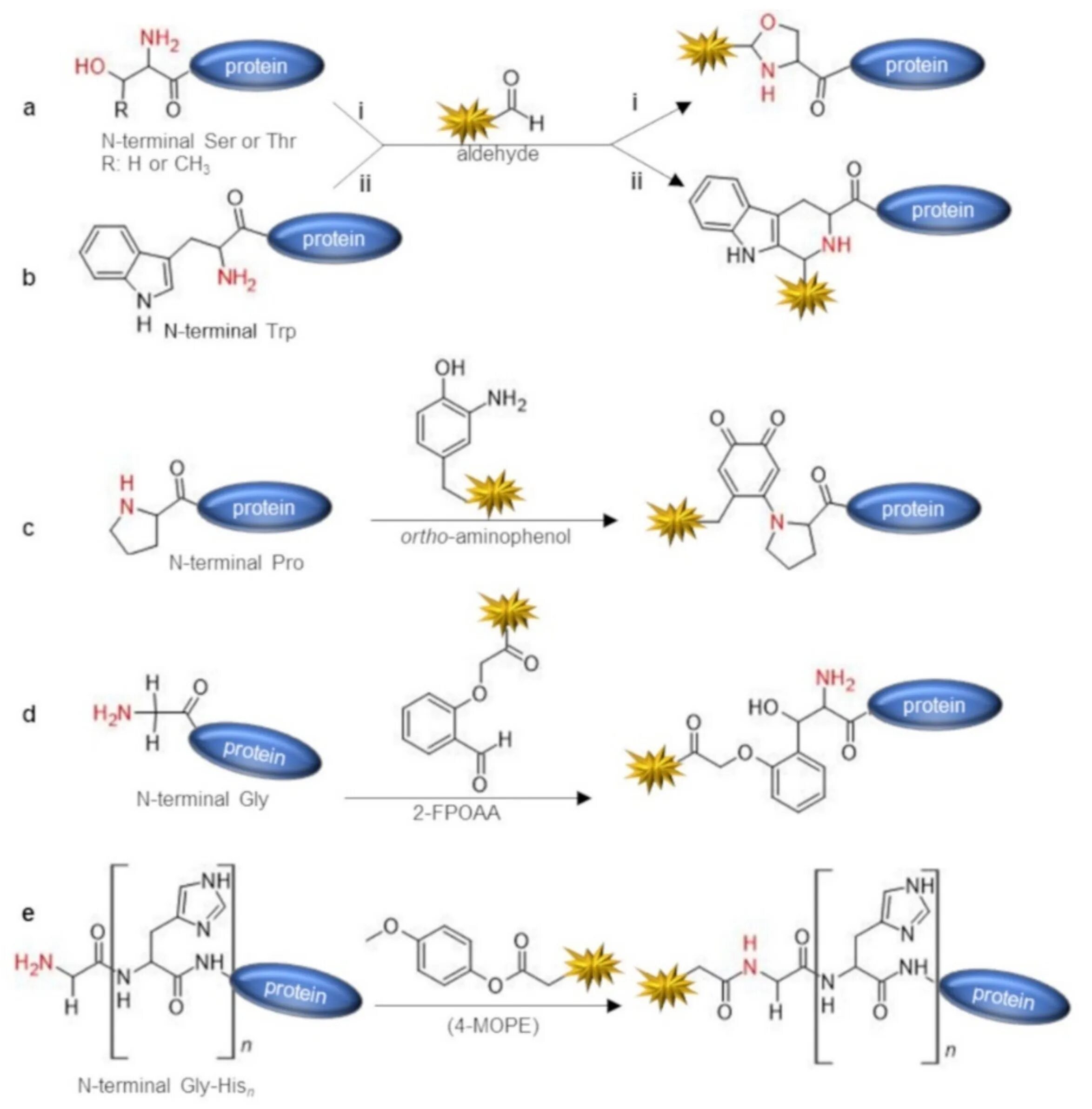 N терминального фрагмента натреуратического пропептидаия. C and n Terminus Halo tag Protein. Bioconjugation. N terminal