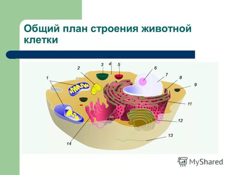 Общий план строения эукариотической клетки. Основные черты строения хордовых. Строение животной клетки. Общий план строения животных. Электронограмма строение эукариотической клетки.