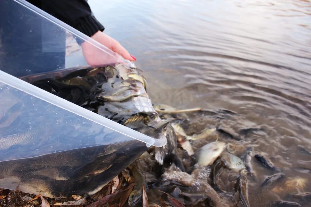 Сорочинское водохранилище оренбургской. Сорочинское водохранилище Оренбургской области. Искусственное воспроизводство водных биоресурсов. Мальки рыб Свердловской области. Сорочинское водохранилище виды рыб.