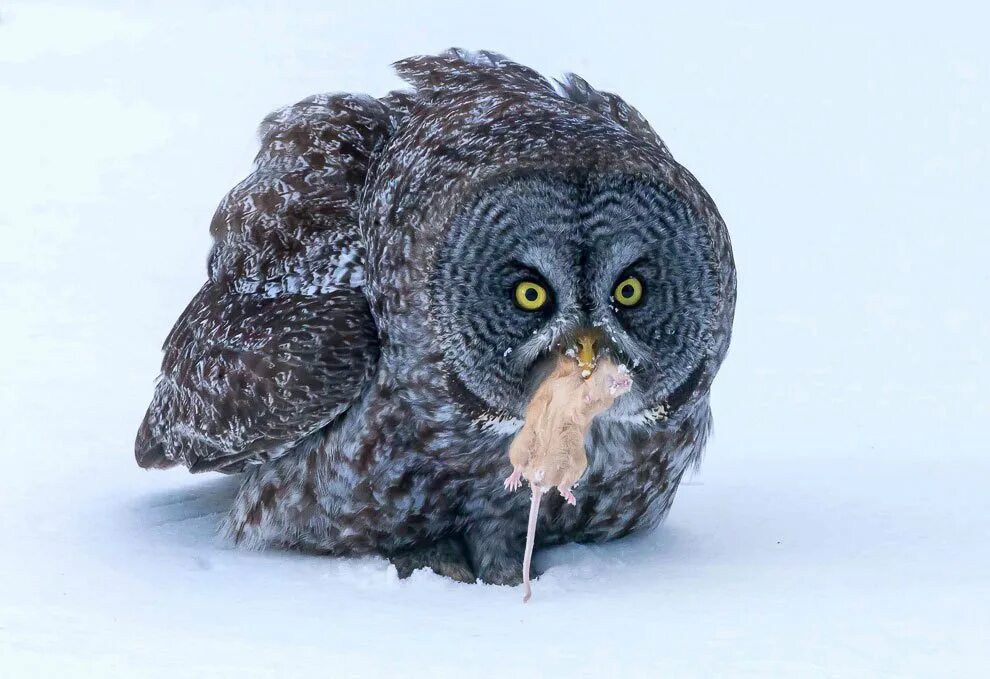 Смешные птицы. Сыч сплюшка. Сова ест мышь. Сыч. Сова и мышь.