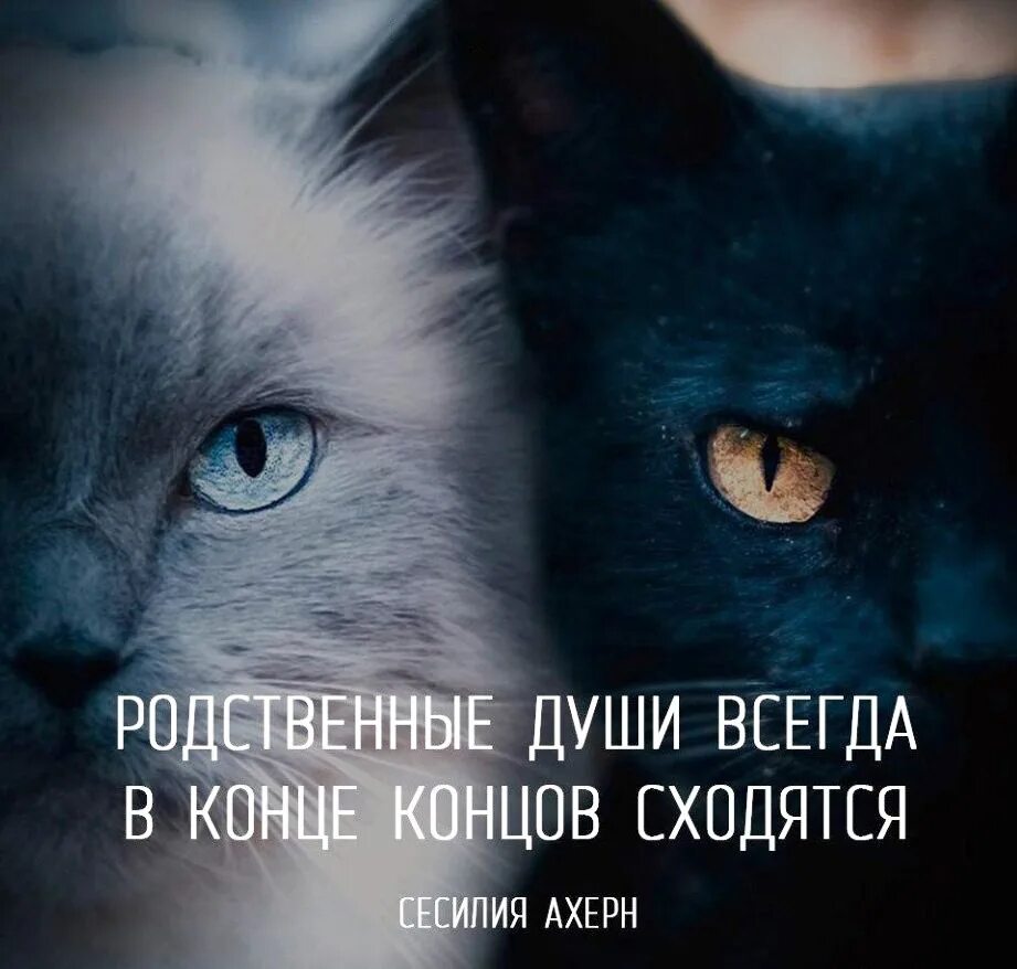 Родственные души цитаты. Высказывания про родную душу. Афоризмы про родственные души. Родная душа афоризмы. Похожи родные души