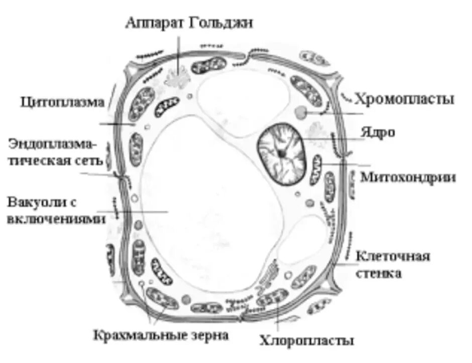 Строение растительной клетки черно белый рисунок. Строение растительной клетки чб. Схема строения растительной клетки рисунок. Строение растительной клетки чёрно белые. Растительная клетка рисунок схематично