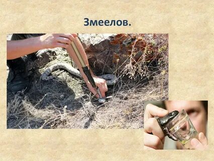 Змеелов корень