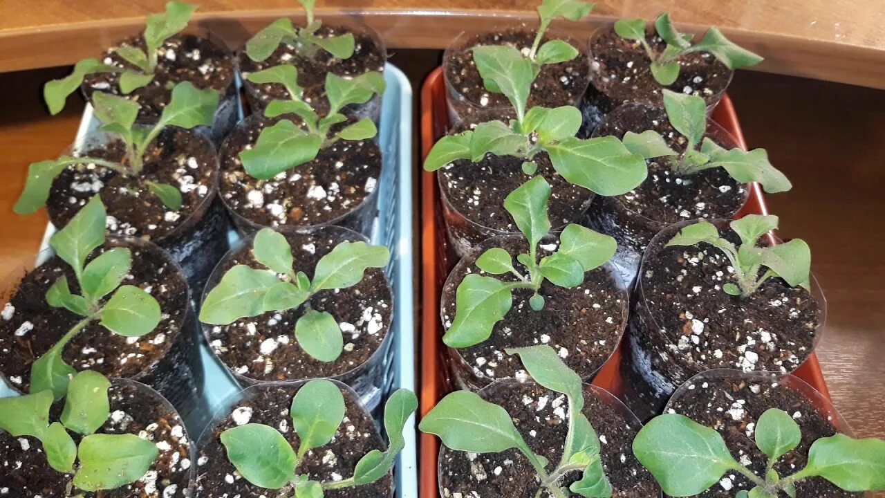 Петуния пикировка рассады пошаговое. Петуния кустовая рассада. Пикирование рассады петунии. Во что пикировать рассаду петунии. Петуния пикировка рассады.