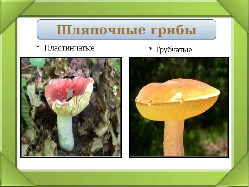 Трубчатые грибы мухомор. Шляпочные грибы трубчатые и пластинчатые. Рыжик трубчатый или пластинчатый гриб. Что такое трубчатый слой у грибов. Мухомор трубчатый или