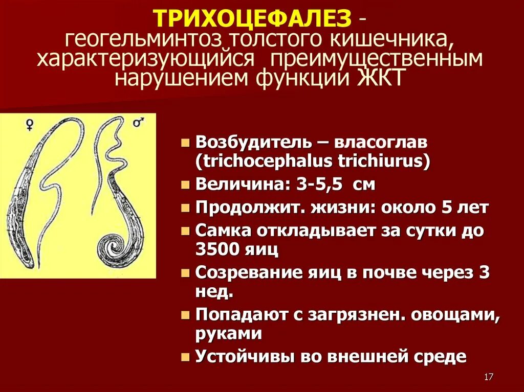 Власоглав Trichocephalus. Аскаридоз,анкилостомидоз,некатороз,энтеробиоз. Власоглав человеческий (Trichocephalus Trichiurus) – возбудитель трихоцефалеза.