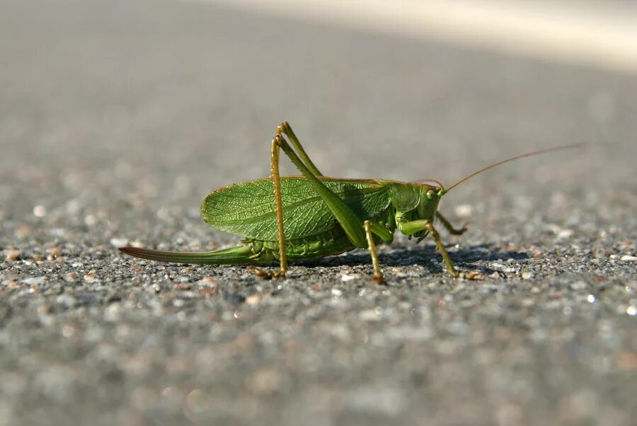стрекочат. кузнечик-эфгастер. саранча насекомое. прямокрылые кузнечики. стрекочат.