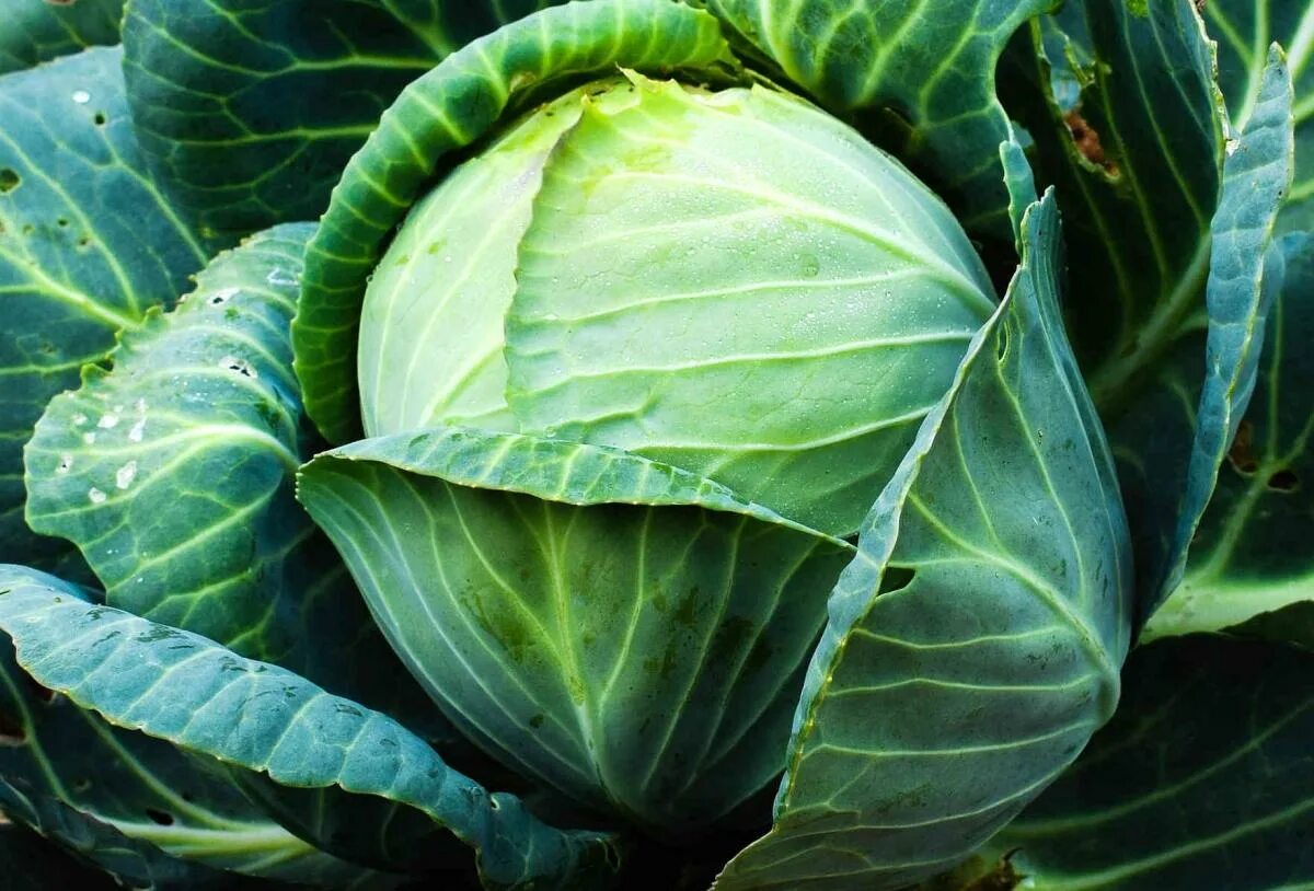 Посопская белокочанная капуста. Ка уста. Капуста мегатон f1. Ка уста. Капуста глафира f1.