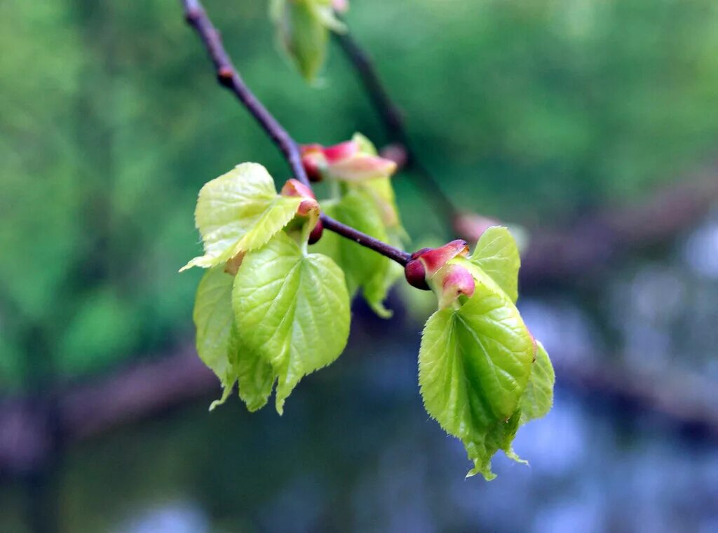 Листва мая. Майская листва картинки. Зеленый лист. Листва мая. Листва мая.