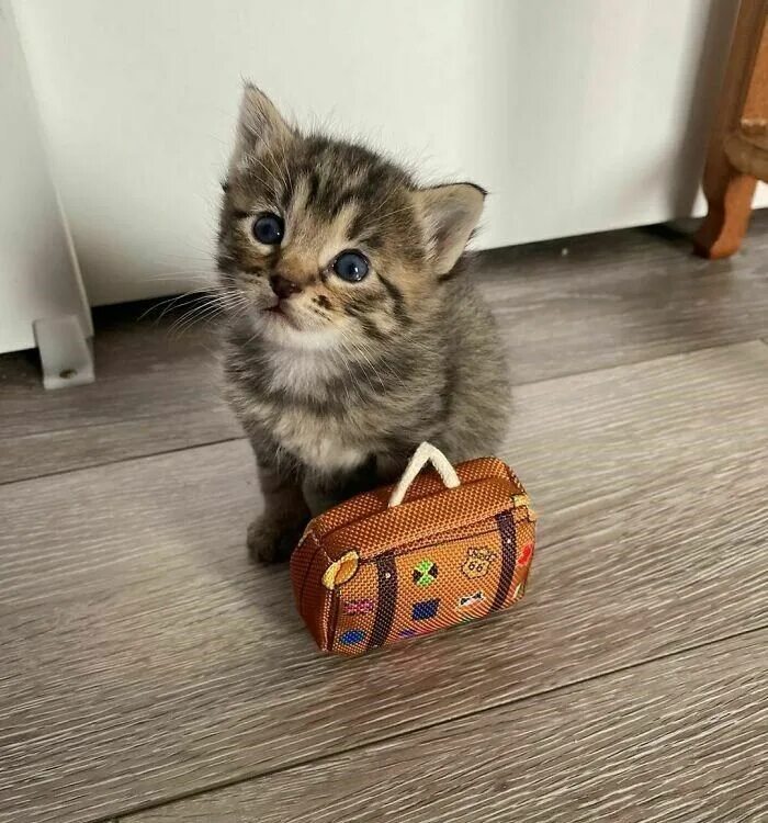 Кот с чемоданом. Котенок с чемоданом. Котенок путешественник. Маленький чемодан с котиками. Stupid little kitten