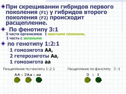 Расщепление по фенотипу составляет 3 1