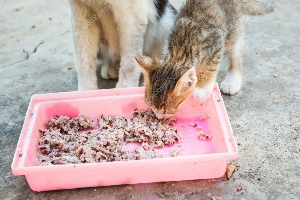 Кошка отказалась пить. Коты бездомные едят корм. Котенок ест корм. Кот почти не ест , и рвет. Кот отказывается.