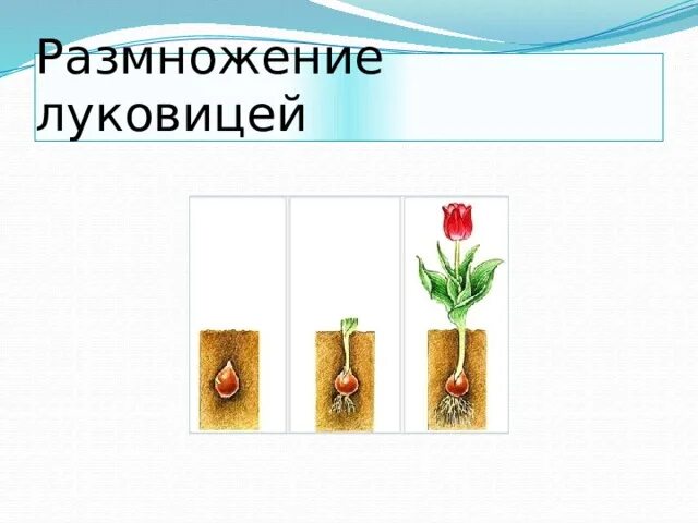 Способ размножения луковицами. Размножение луковицами. Вегетативное размножение растений луковицами описание. Вегетативное размножение луковицами примеры. Способ размножения луковицами.