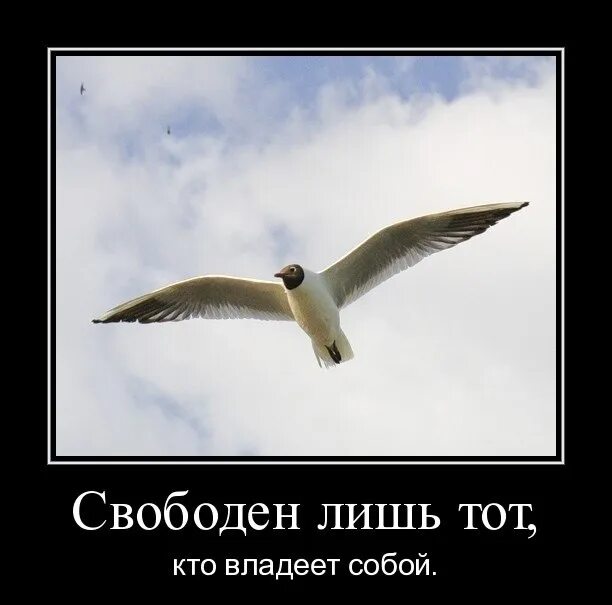 Другие планы и в самый. Свободен тот кто владеет собой. Я свободна цитаты. Свободен картинки. Свободен лишь тот.