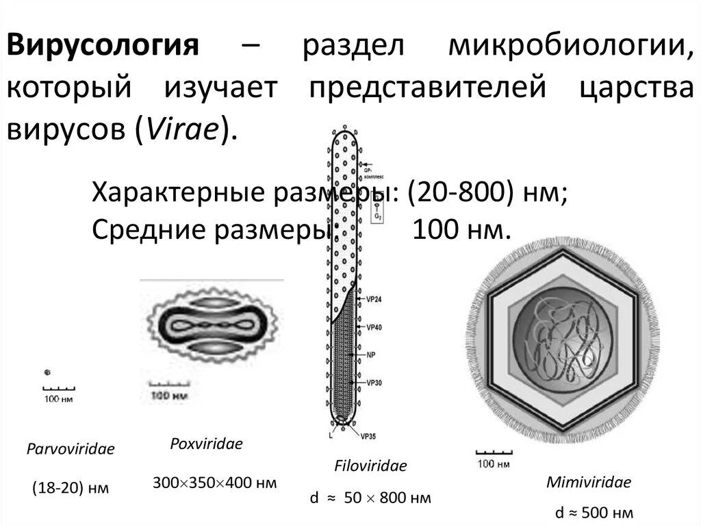Разделы вирусологии. Бактерии в живых организмах. Бактерии вирусы простейшие изучает наука. Биологический диктант. Синтез вирусного белка осуществляется на рибосомах.