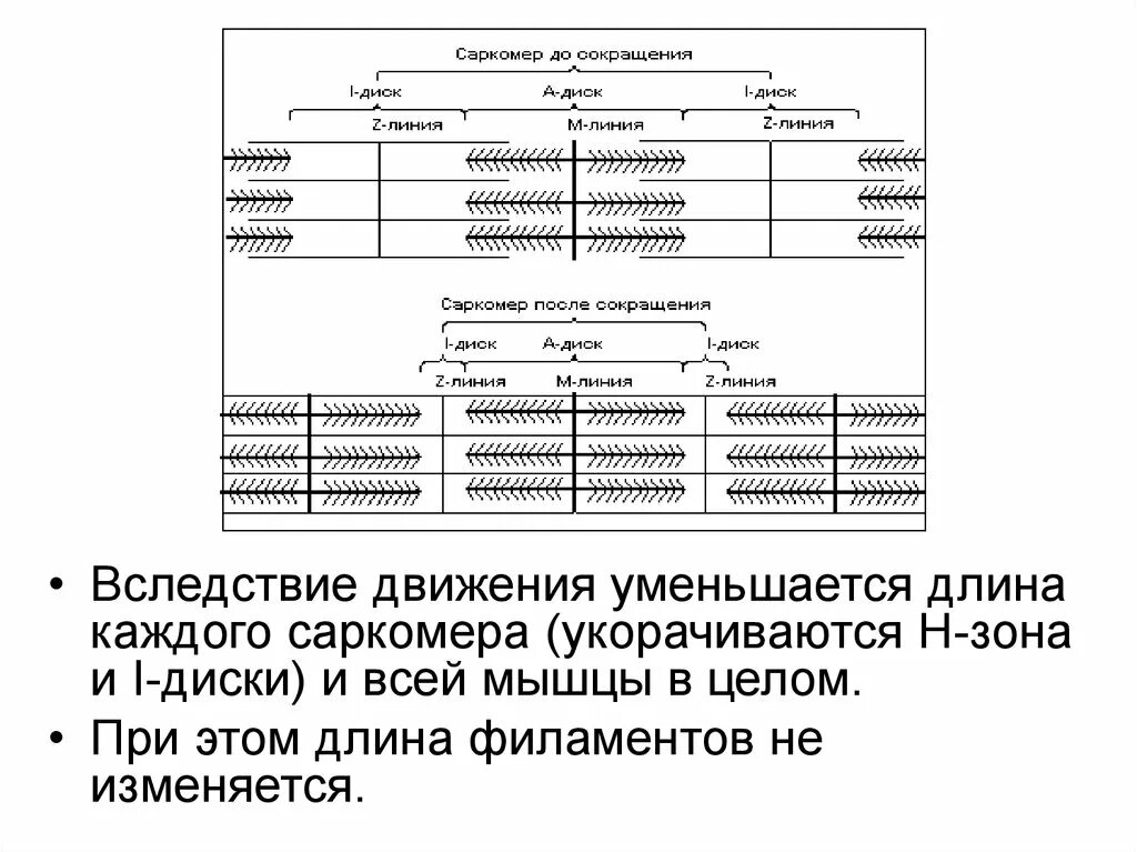 Сокращение саркомера. Саркомер биохимия. Схема саркомера при сокращении. Скорость сокращения саркомера.