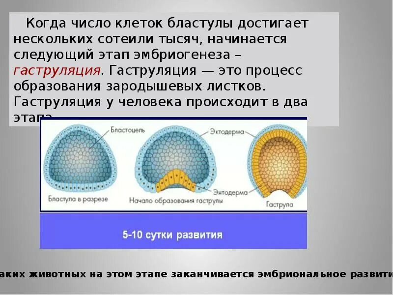 Установите последовательность процессов эмбриогенеза формирование бластулы. Бластула функции. образование бластулы. бластула процессы. первые этапы эмбриогенеза происходят в.