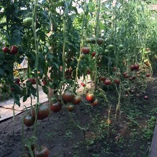 Описание сорта томата черное сердце