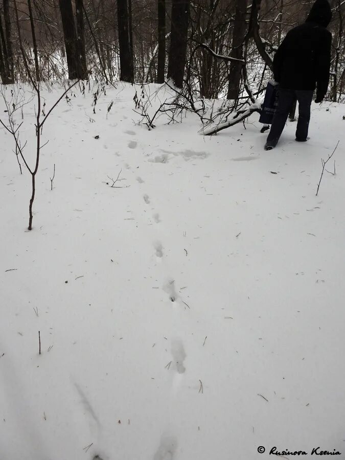 Следы лисы зимой. В лесную чащу ведут лисьи следы найти. Следы лисы зимой. Как выглядят следы лисы и волка. Следы лисы зимой.