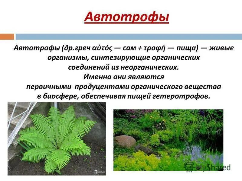 Появление автотрофных организмов. Автотрофы. Автотрофы это. Зеленые растения автотрофы. Автотрофы это в биологии.