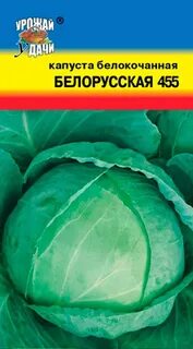 Сорт капусты белорусская характеристика отзывы и фото