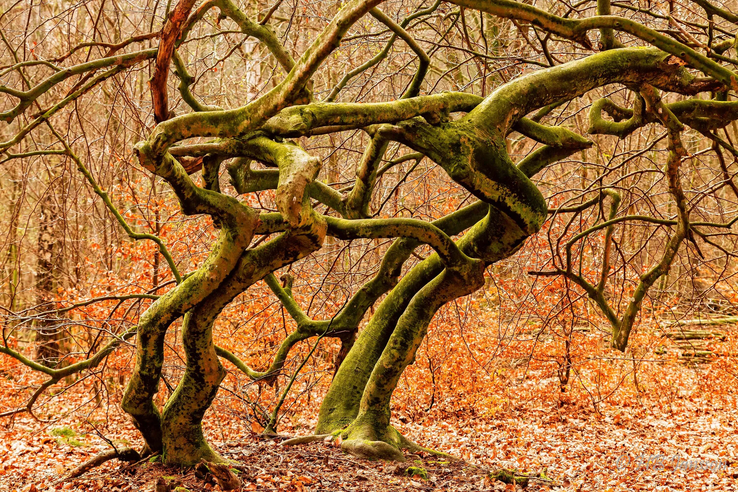 Лес где дерево на дереве стоит. Кривой лес Грыфино Польша. Куршская коса изогнутые деревья. Куршская коса Танцующий лес. Изогнутые деревья.
