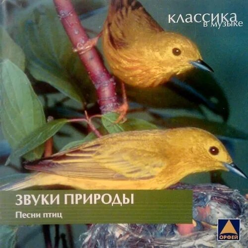 Песенки про птичек для детей ноты. Песенка птиц. Текст песни птичка. Птицы поют песни. Песня птица музыка текст.