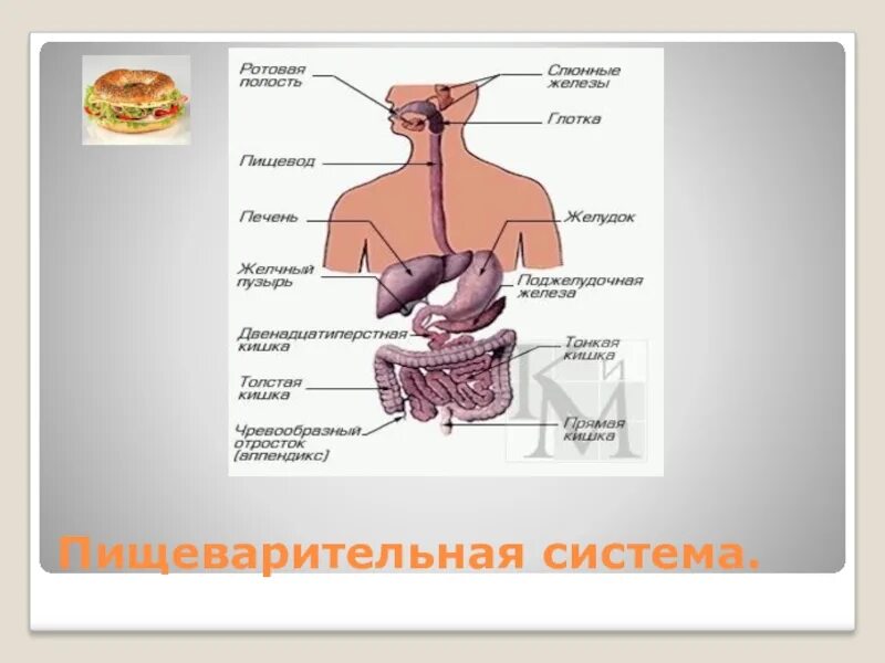 Пищеварительная система человека зубы. Пищеварительная система человека. строение пищеварительной системы человека. анатомия и физиология органов пищеварения. пищеварительная система человека схема.