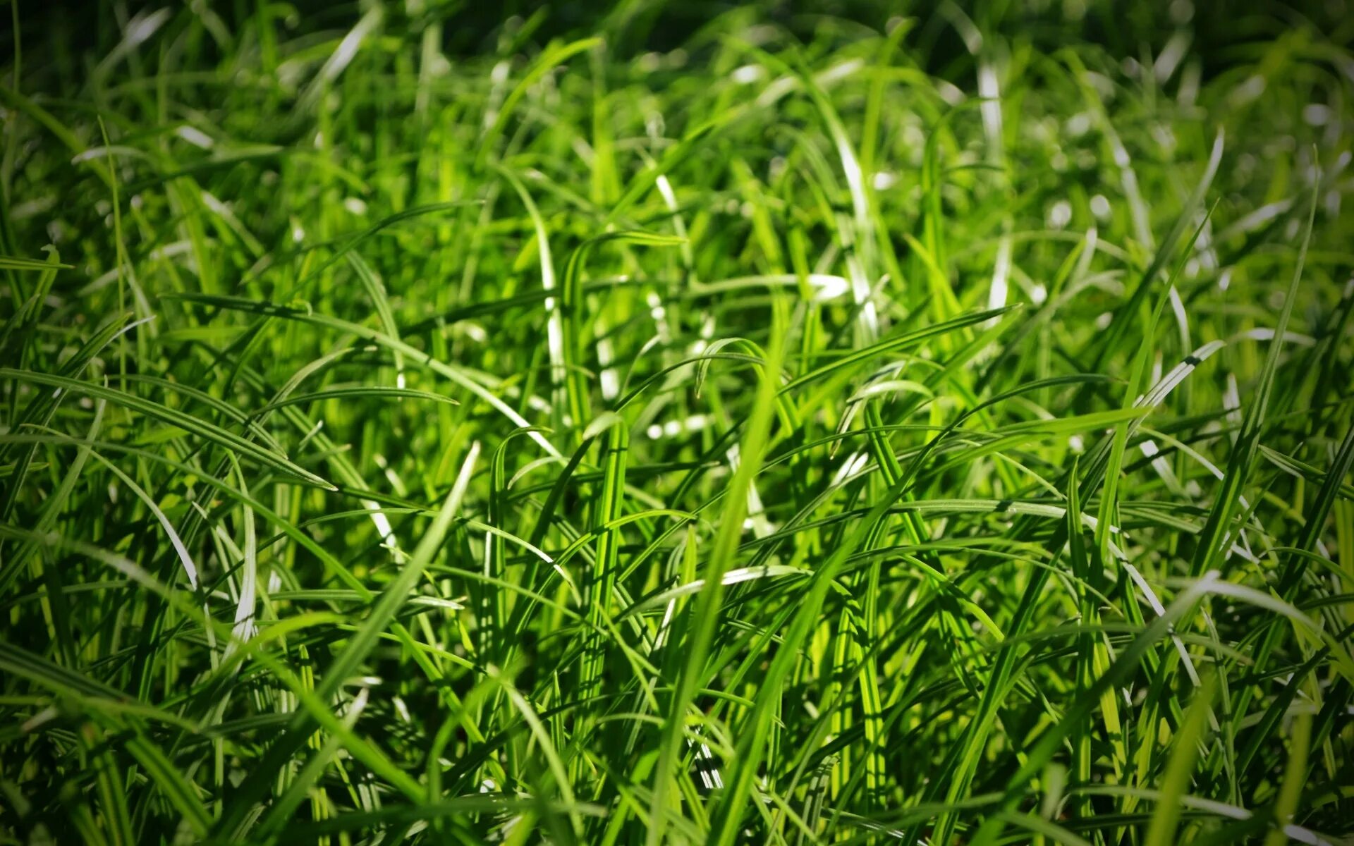 Трава. Зеленая трава. Сочная трава. Фон травка.