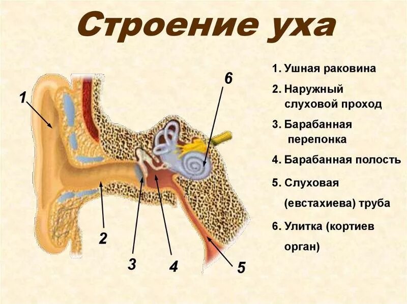 Схема внутреннего уха ушной раковины. Схема строения наружного среднего и внутреннего уха. Строение среднего уха человека схема. Строение среднего уха схема.