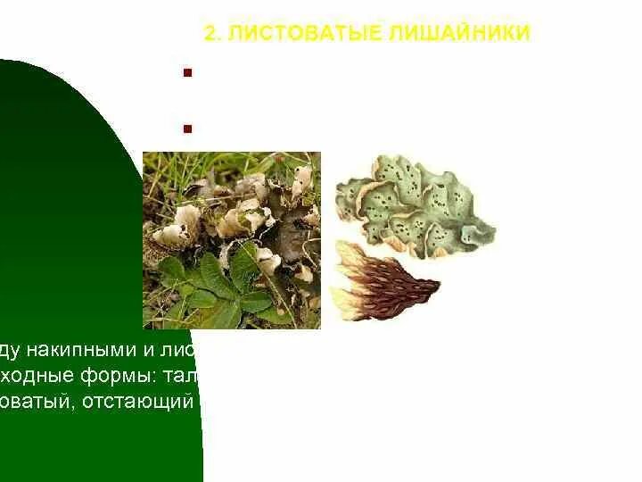 Субстрат листоватых лишайников. Лишайник прикрепляется к субстрату. Лишайники прикрепляются к субстрату с помощью. Лишайник прикрепление к субстрату.