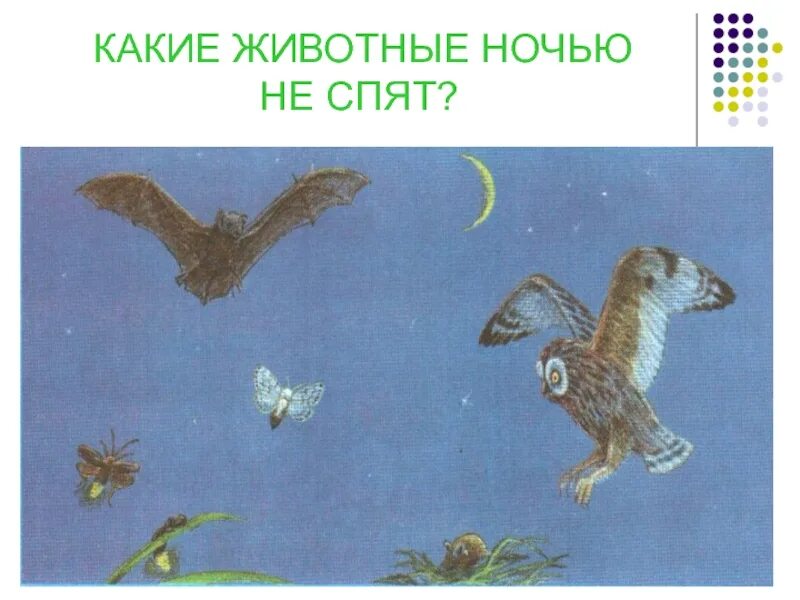 Какие животные не спят ночью. Животные которые спят ночью. животное которое не спит ночью. животные которые не спят ночью 1 класс.