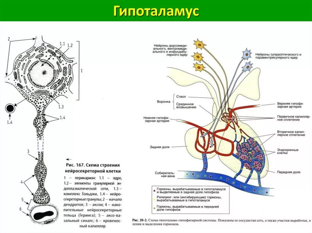 Гипофиз кровеносная система. Строение гипоталамо-гипофизарной системы гистология. Гистологическое строение гипоталамуса. Гипоталамо-гипофизарная система схема гистология. Ядра среднего отдела гипоталамуса.