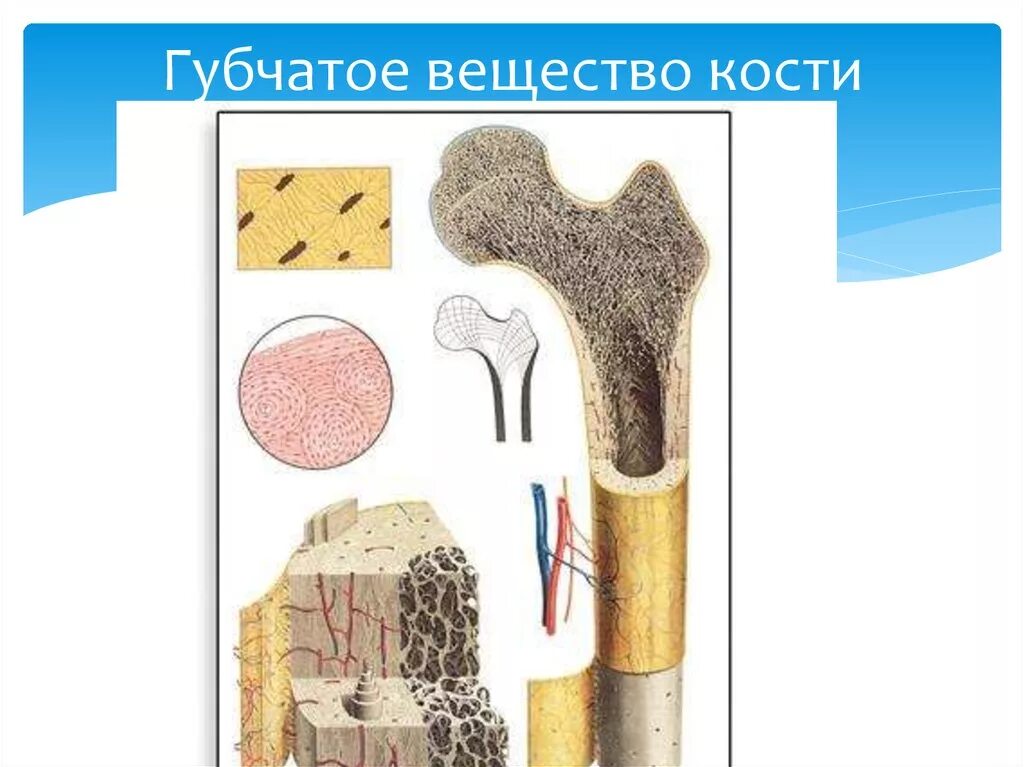 Где находится губчатое вещество. Губчатое веществоткости. губчатое вещество кости. губчатая и компактная костная ткань. губчатое вещество костной ткани.
