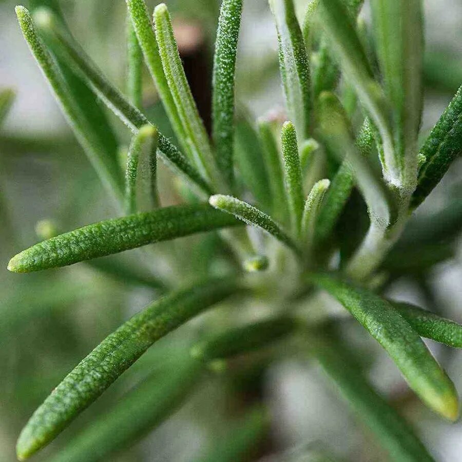 Как цветет розмарин. Розмарин оффициналис. rosemary biberiye rosmarinus officinalis. розмарин лекарственный (rosmarinus officinalis). хвойный розмарин.