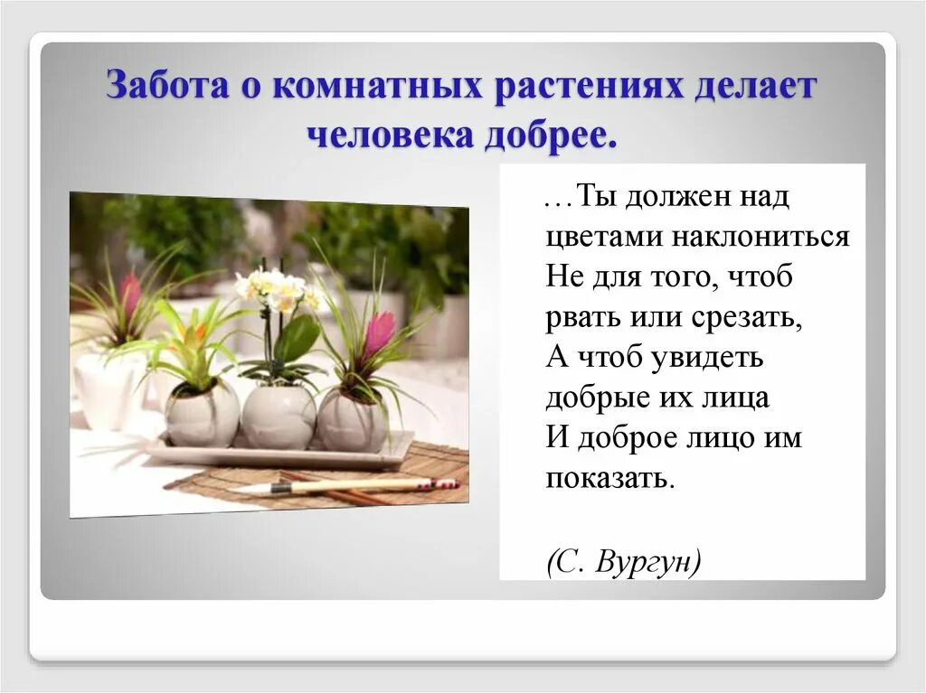 Рассказ о заботе о человеке. Высказывания о комнатных цветах. Цитаты про комнатные растения. Цитаты о комнатных цветах. Стихи о комнатных цветах.