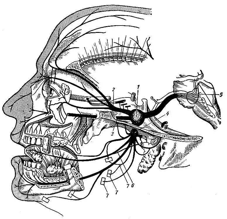 Нервы щеки