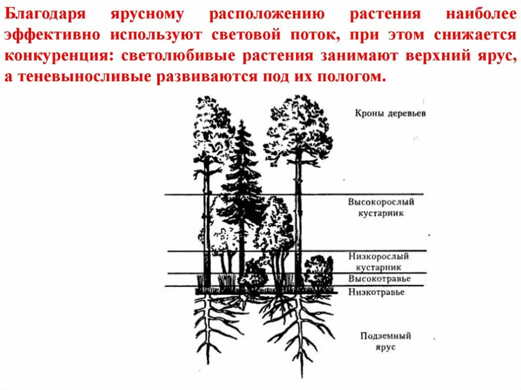 Охарактеризуйте роль ярусного размещения видов в биогеоценозе. Ярусное расположение растений. Ярусное расположение растений в лесу. Ярусная растительность. Ярусное расположение растений в лесу схема.