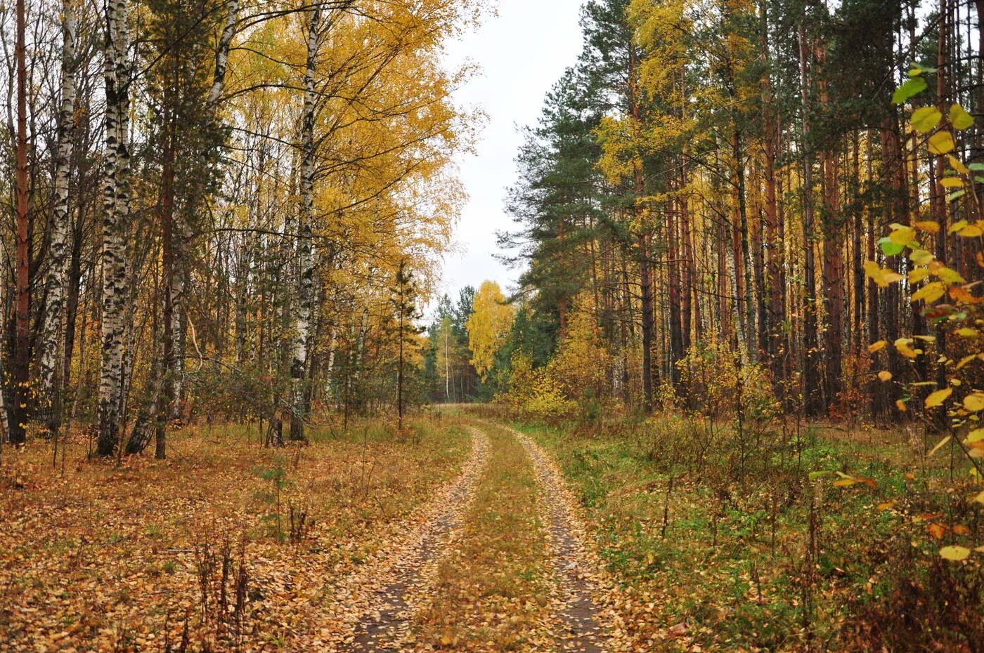 В лесу начался осенний листопад. Осенний лес. лес в октябре. лес осенью. осень в лесу.