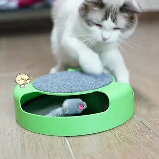 Бегающий экран для котят