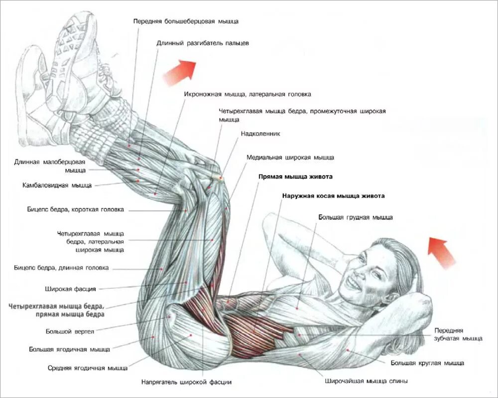 Как накачать пресс живота мужчине. Какие мышцы задействованы когда качаешь пресс. Мышцы пресса как накачать нижнюю часть. Как правильно делать упражнения на пресс. Качаем мышцы пресса в домашних условиях.