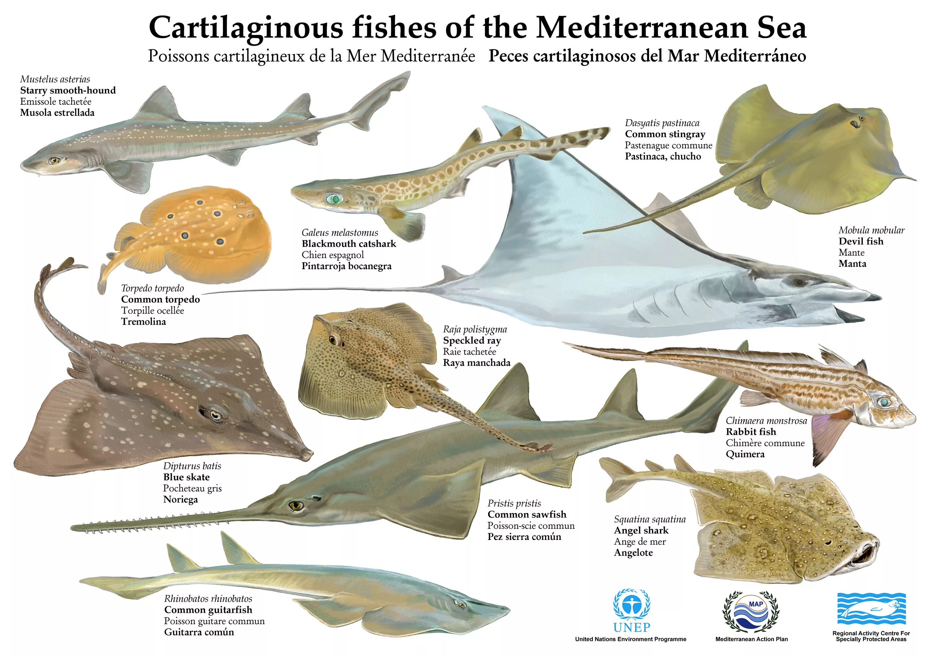 Fish examples