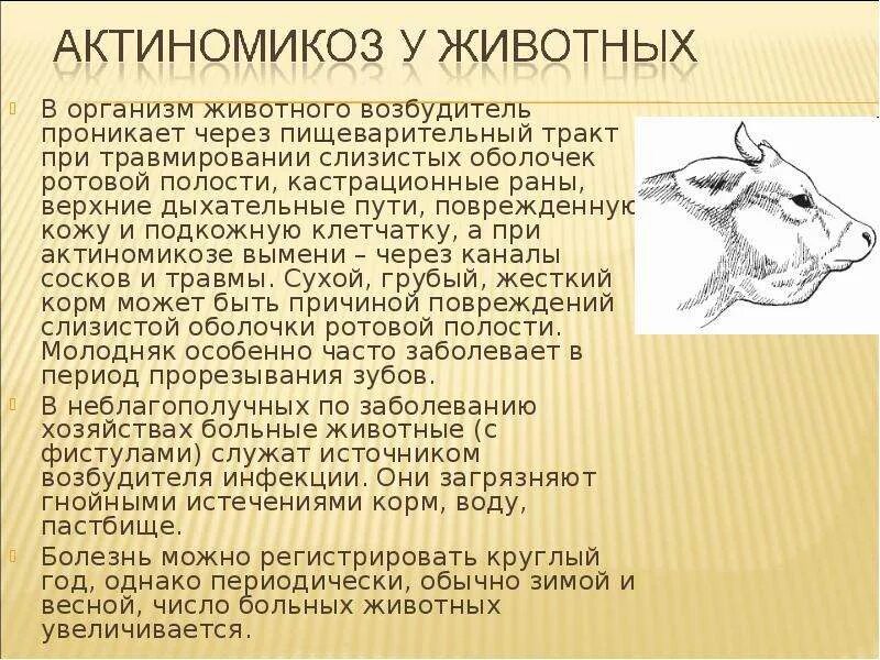 Актиномикоз это. Актиномикоз крупного рогатого скота.