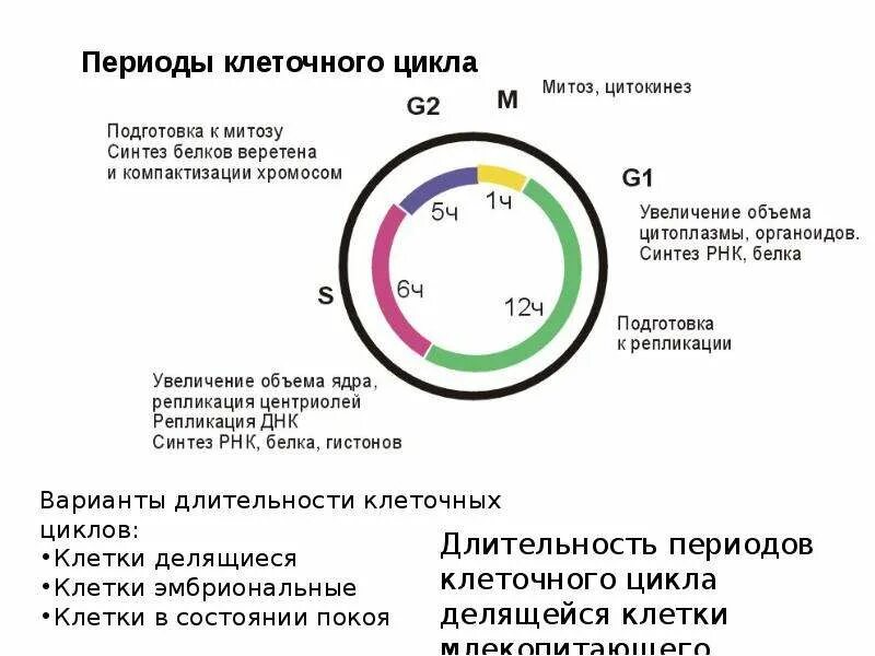 Период g1 клеточного цикла. Клеточный цикл g1. Характеристика жизненного цикла клетки. Краткая характеристика периодов клеточного цикла.