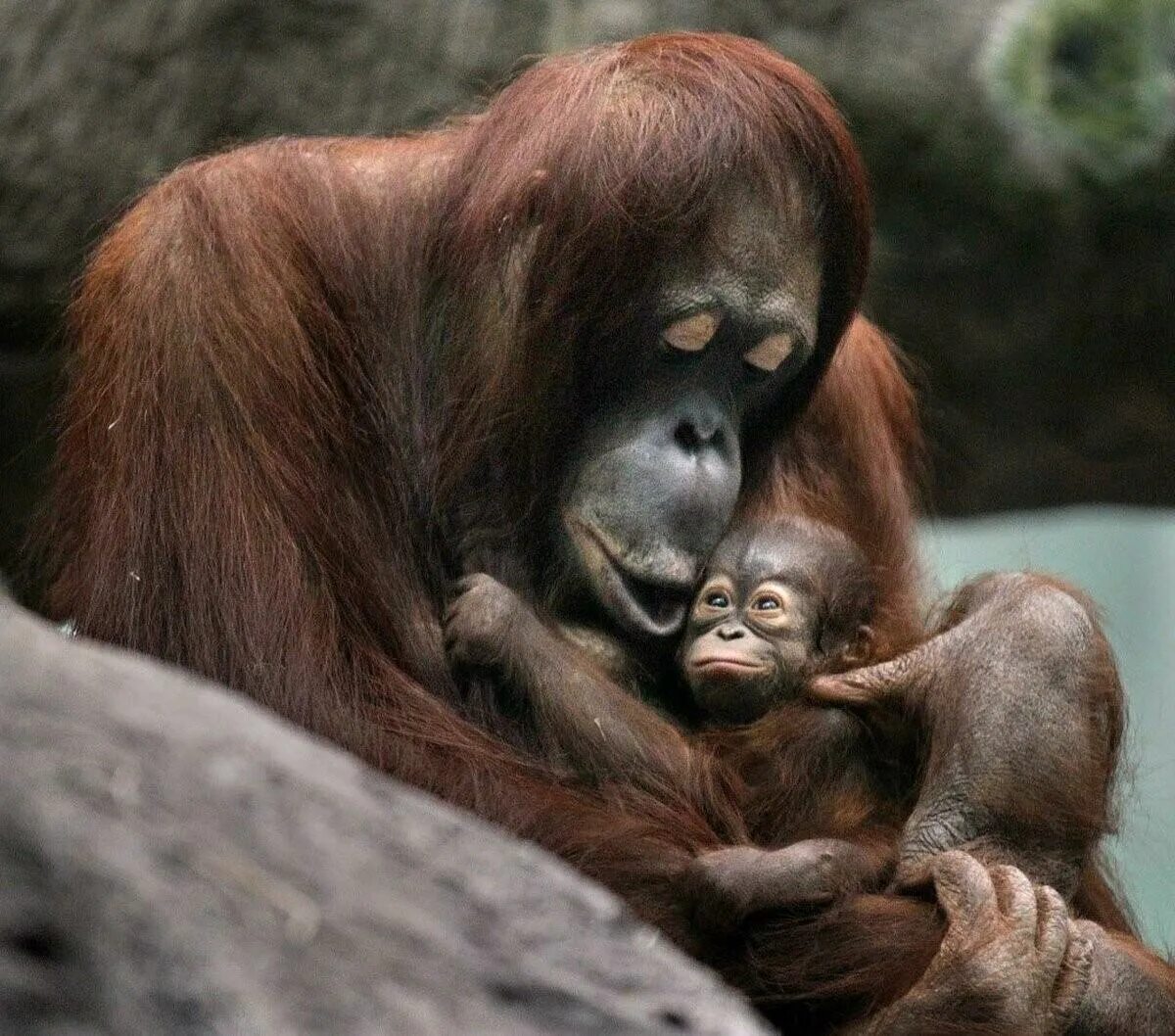 Детеныши диких обезьян. Обезьяны шимпанзе орангутаны. Обезьяна орангутанг детёныш. Обезьяны орангутан детеныш. Приматы орангутанг.