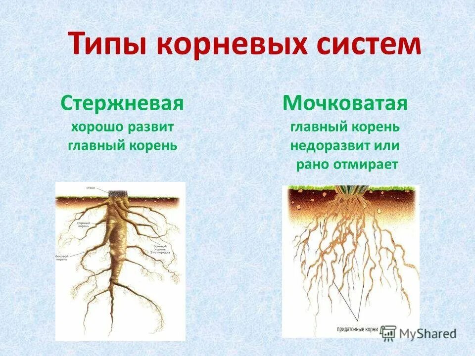 Признаки характерные для стержневой корневой системы. Мочковатая корневая система это в биологии 6 класс. Стержневая мочковая система корны. Корневая система растений 6 класс биология. Корневая система 6 класс биология.