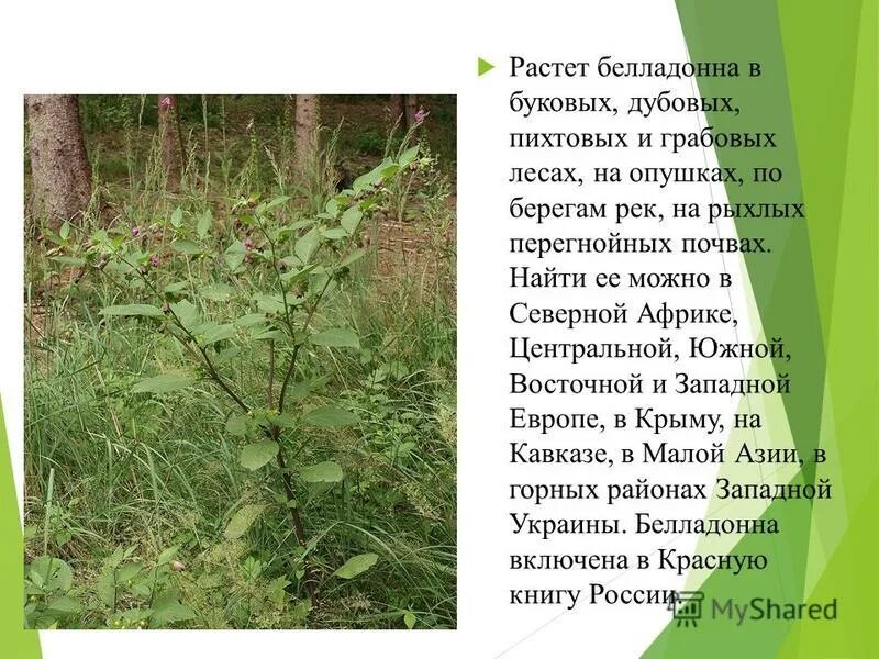 красавка белладонна растение. красавка белладонна. где растет белладонна. красавка (белладонна). белладонна в лесу.