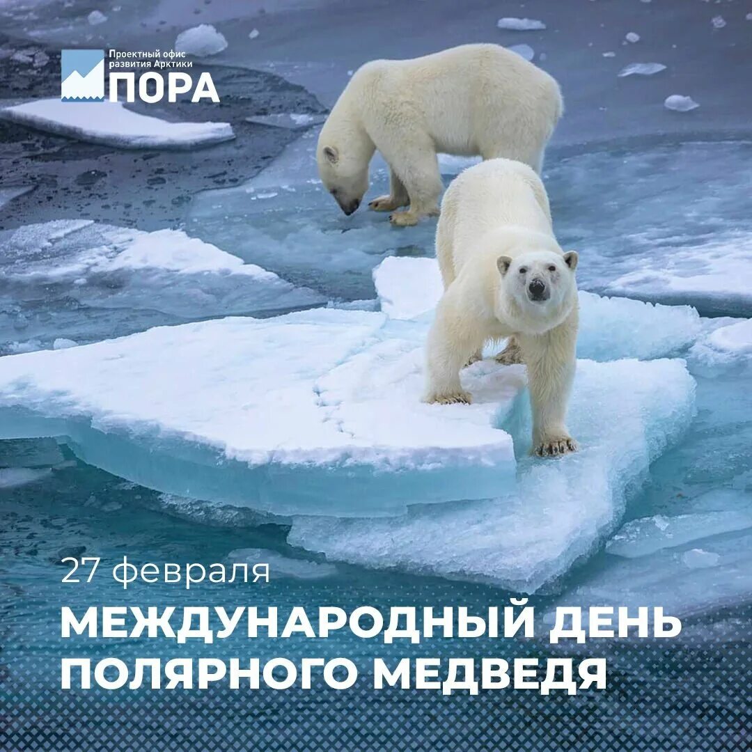 Международный день белого медведя картинки. 27 февраля международный день белого медведя. международный день полярного белого медведя 27 февраля. день полярного медведя. 27 февраля день полярного медведя.